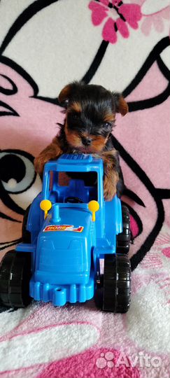 Мини мальчик йоркширского терьера