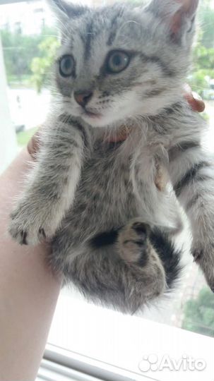 Котятам нужен дом и медицинская помощь