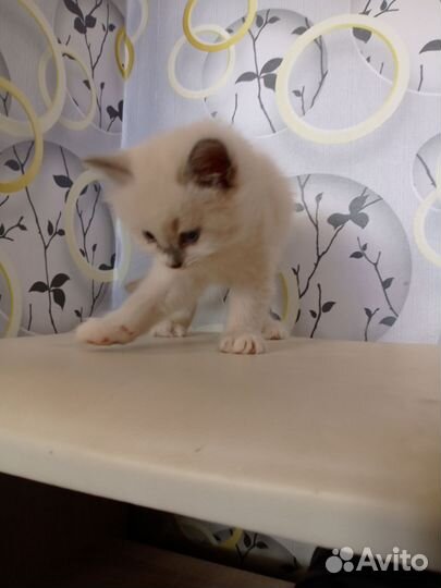 Котята невской маскарадной
