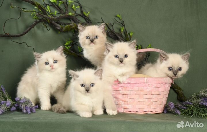 Котики и кошечки Рэгдолл