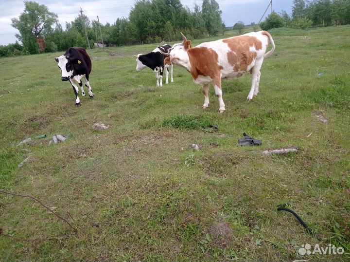 Коровы и телки стельные