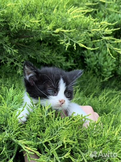 Котята в добрые руки бесплатно