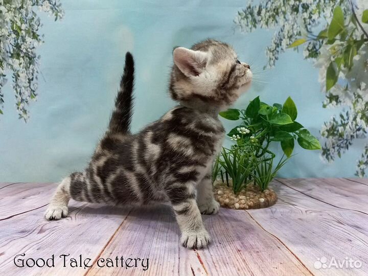 Прямоухие шотландские малыши