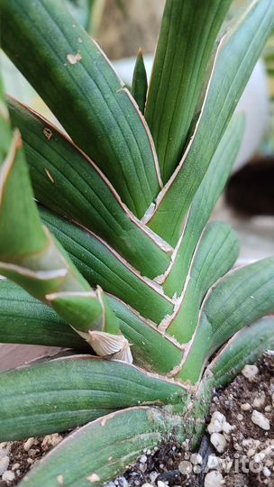 Сансевиерия Мотум Кения