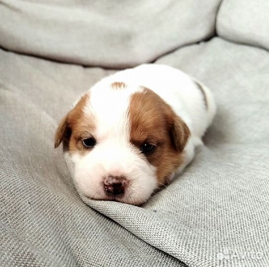 Мальчик Джек Рассел