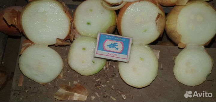 Лук на зелень(на перо)