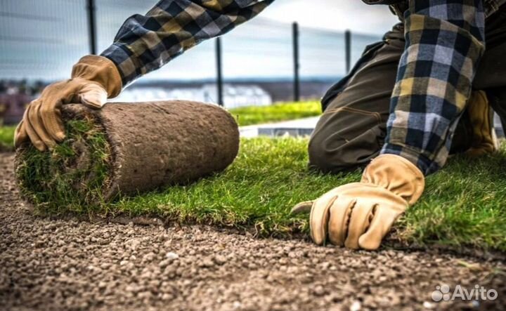 Газонная трава