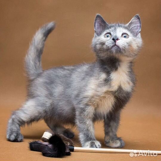 Котенок девочка в добрые руки