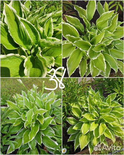 Многолетние цветы для сада 2