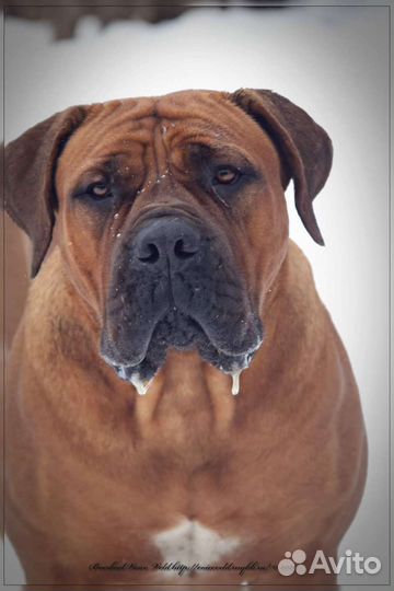 Щенки бурбуля