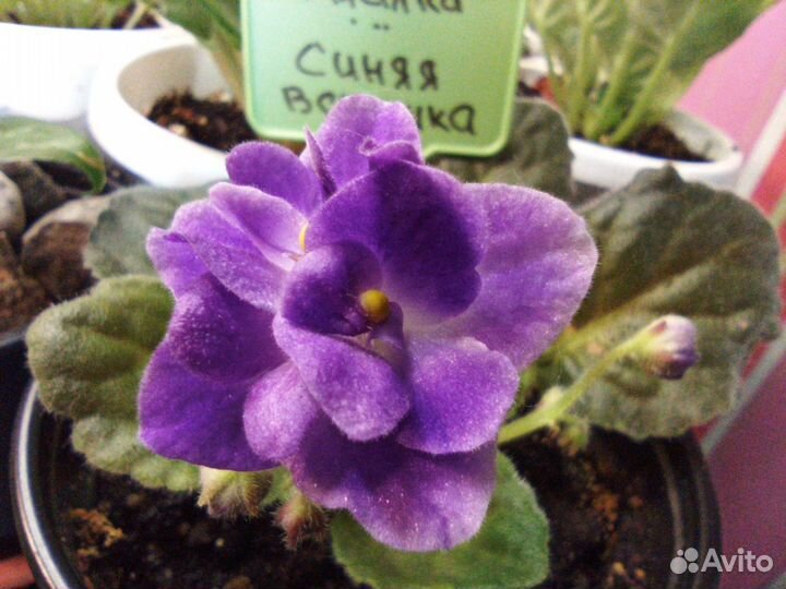 Комнатные цветы фиалки