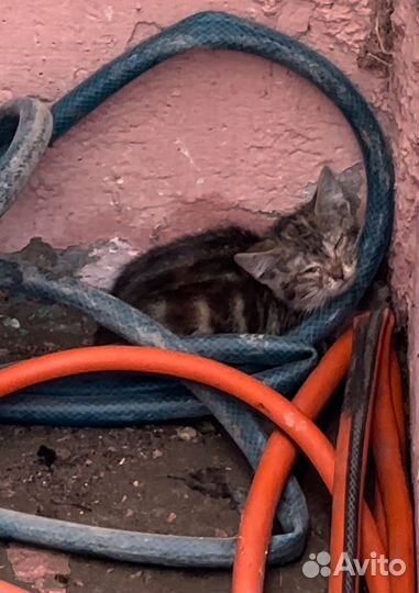 Кошечка для души