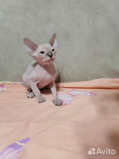 Донской сфинкс