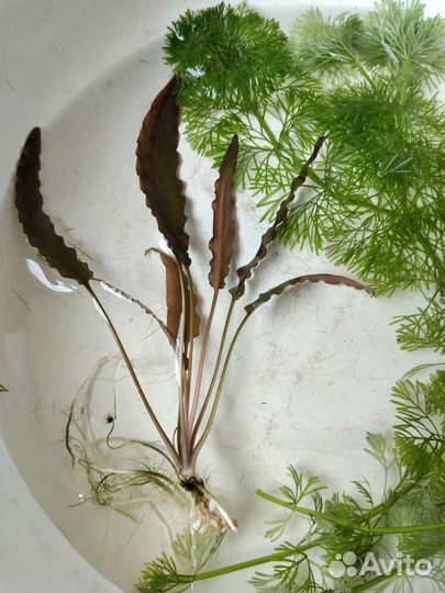 Кабомба, наяс, роголистник, криптокорина