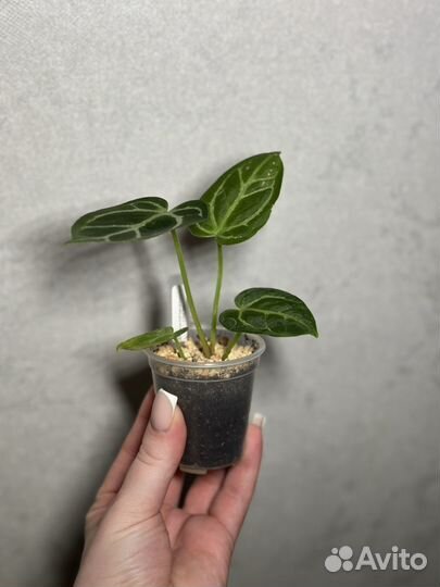 Антуриумы (гибриды)