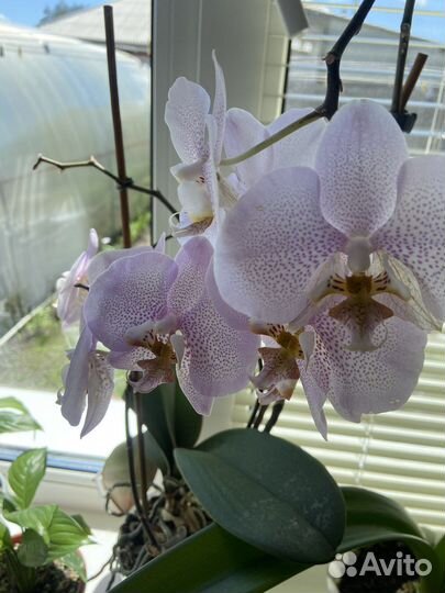 Орхидея