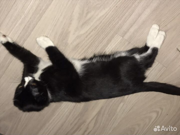 Котята шотландцы вислоухие