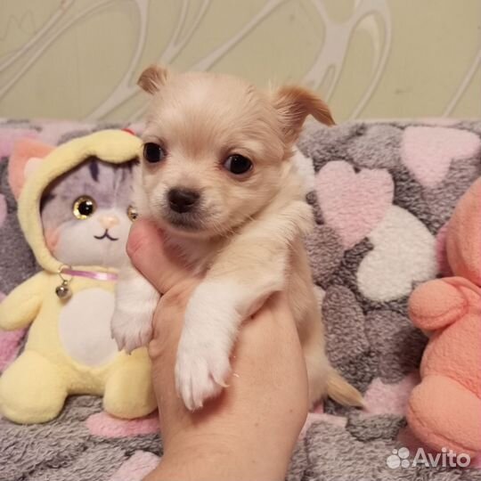 Щеночки чихуа мальчики