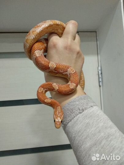 Маисовый полоз