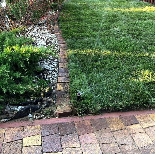 Рулонный газон, посевной газон