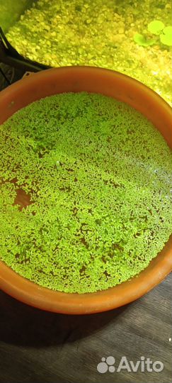 Аквариумные растения бесплатно