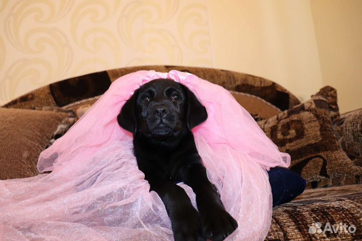 Лабрадор щенки