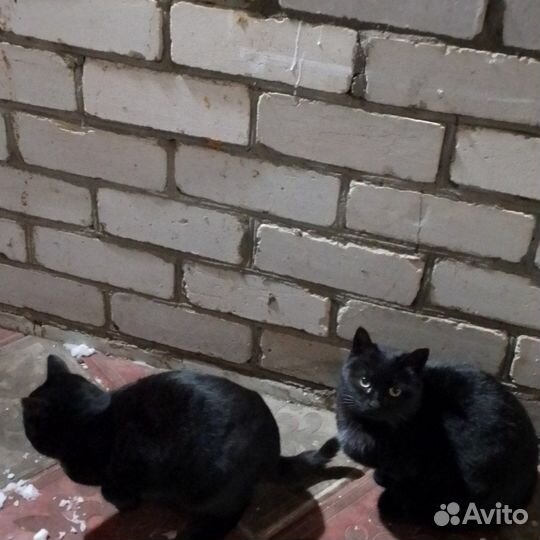 Дворняжки