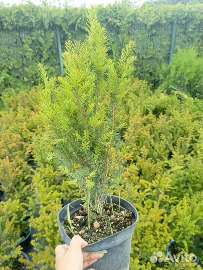 Тис ягодный