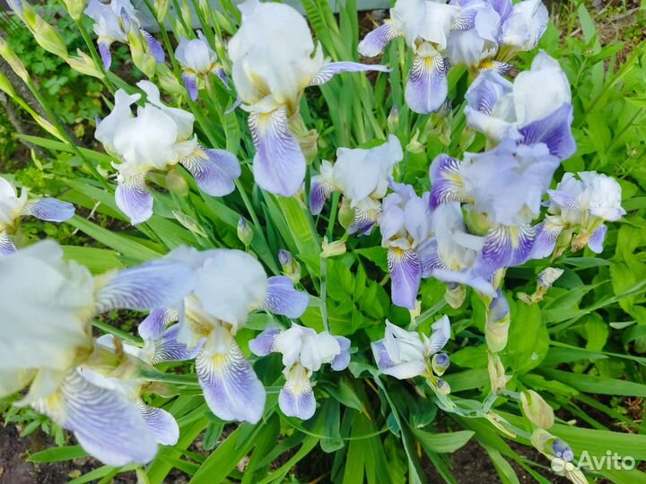 Ирисы, нарциссы, примула, хоста, бадан и др