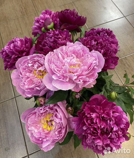 Ирисы на срезку