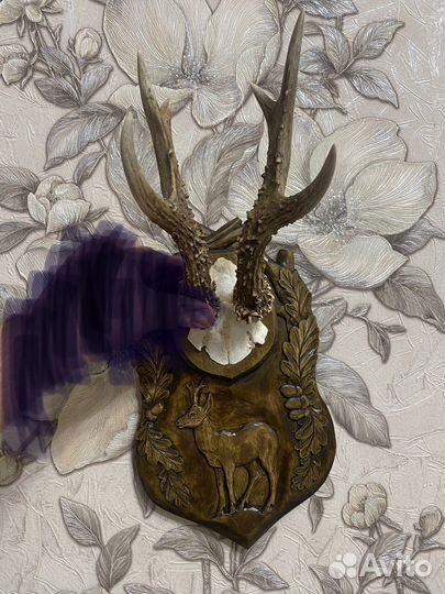 Рога косули