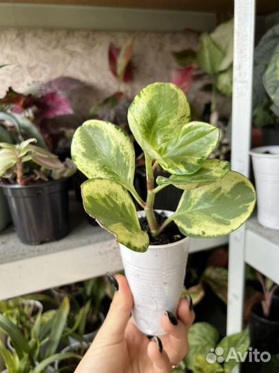 Пеперомия туполистная вариегатная