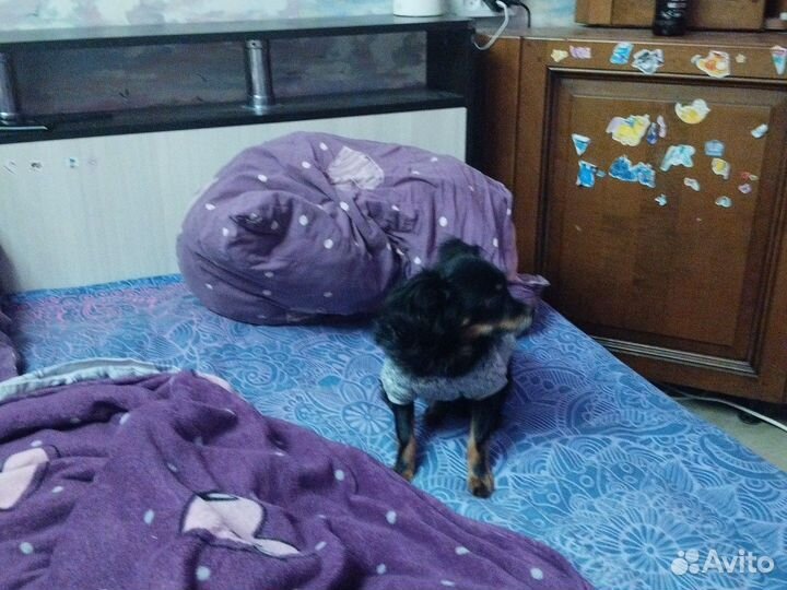 Собака в добрые руки отдам бесплатно