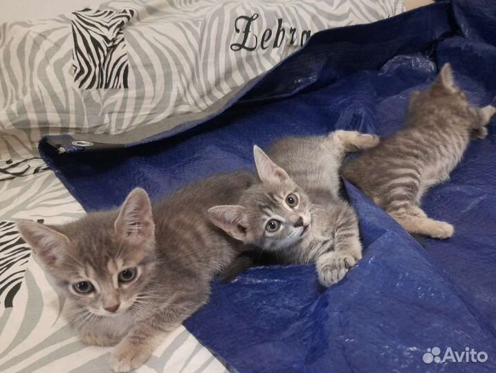 Котята в добрые руки