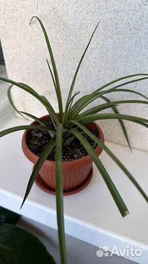 Тилландсия Анита