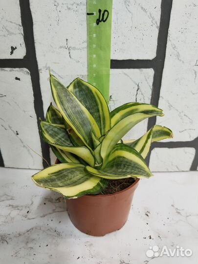 Сансевьерия 1
