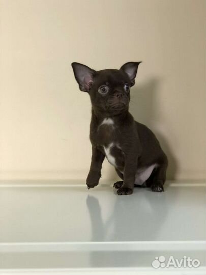 Щенки чихуахуа мальчик гармоничный аккуратный