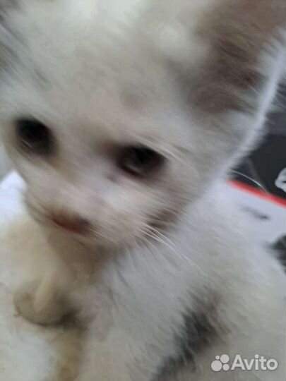 Кошка в дар бесплатно