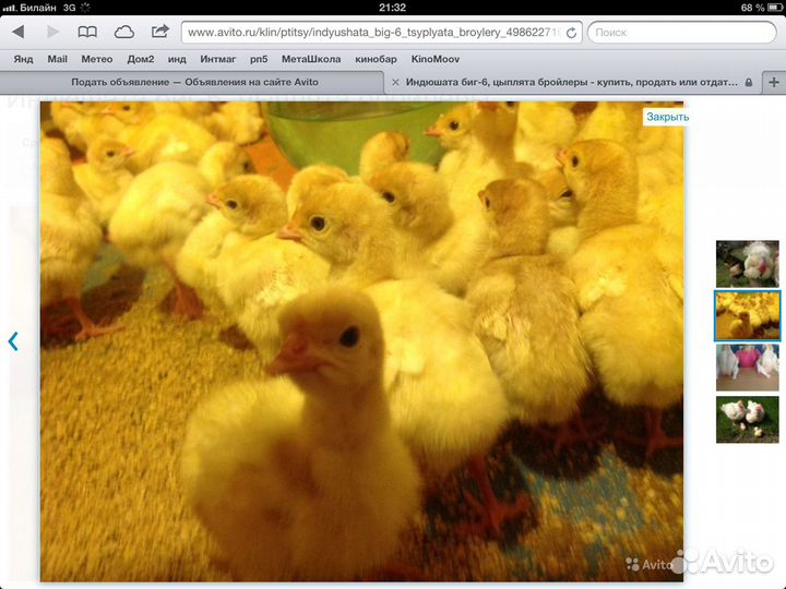 Индюшата подрощенные,Цыплята бройлера росс-308