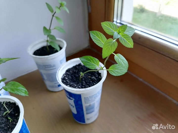 Мята лавандовая и шоколадная