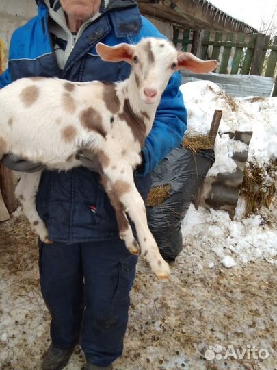 Козлята нубокамори на племя