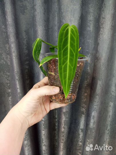 Антуриум Варока