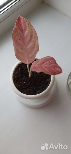 Аглаонема Бидадари/ Bidadari