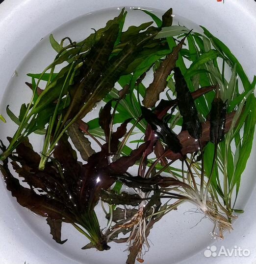 Аквариумные растения прополка