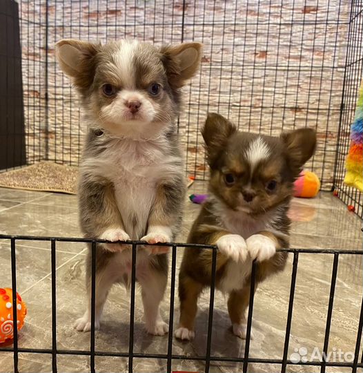 Щенки чихуахуа