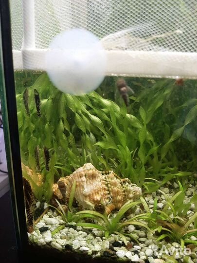 Мальки анциструса