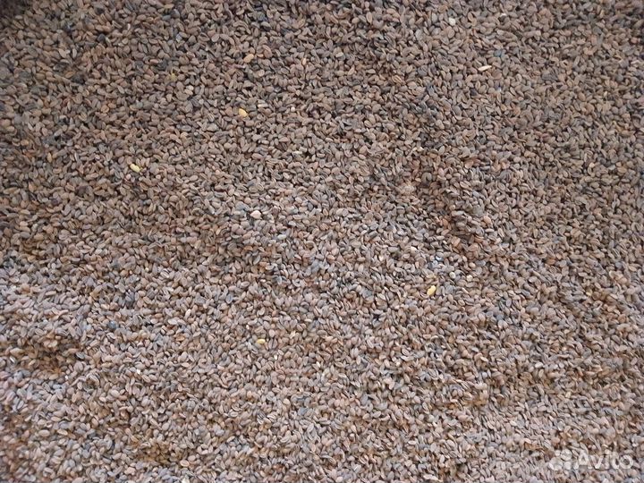 Семена фацелии