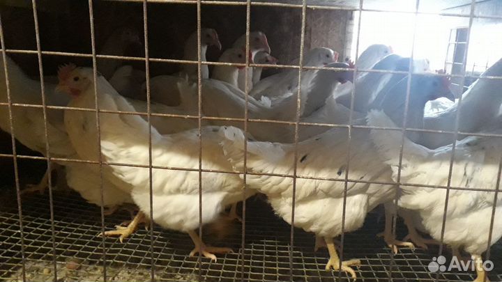 Курочки молодки,несушки разных пород