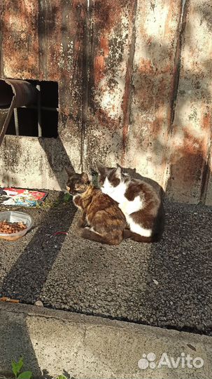 Ласковый котенок-мурчалка ищет любящую семью