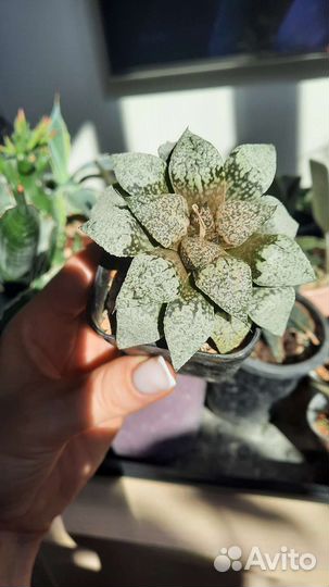 Кактусы и суккуленты